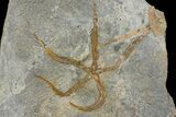 Wide Ordovician Brittle Star (Ophiura) Multiple Plate - Morocco #154173-1
